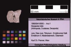 Foto (Objekt + Etiketten) von Decapoda indet. (NHMW-GEO-1990-0041-0093)